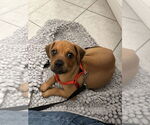 Small #12 Pug Mix
