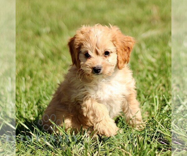 Medium Photo #5 Cavapoo Puppy For Sale in BIRD IN HAND, PA, USA