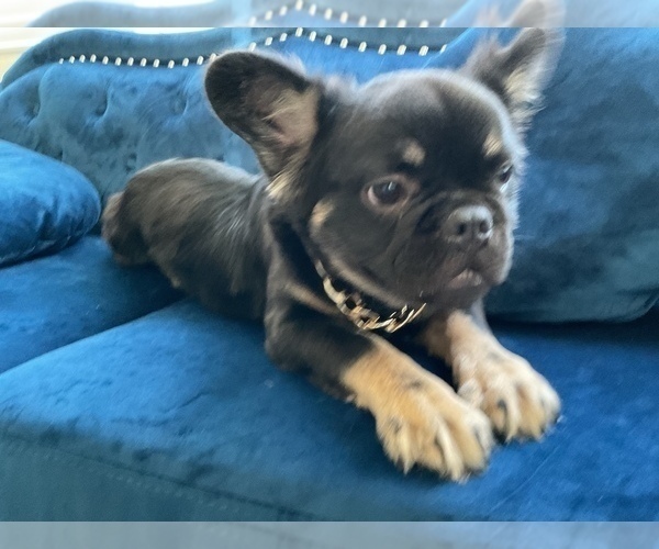 Medium Photo #6 French Bulldog Puppy For Sale in CHOCTAW, OK, USA