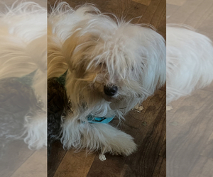 Mother of the Maltipoo (Miniature) puppies born on 08/17/2026