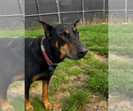 Small #1 Doberman Pinscher
