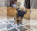 Puppy 7 Boxer