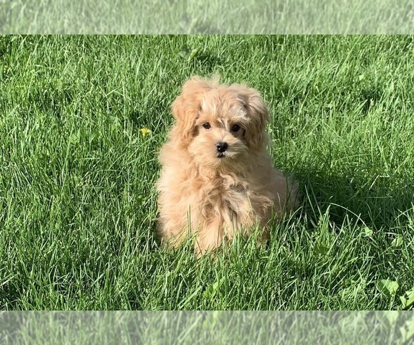 Medium Photo #13 Maltipoo Puppy For Sale in WARSAW, IN, USA