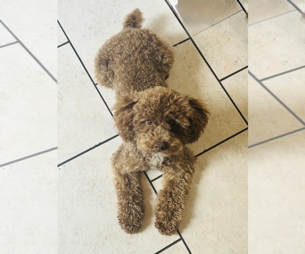 Medium Photo #3 Shih-Poo Puppy For Sale in MAYO, FL, USA