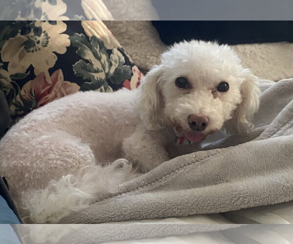 Medium Photo #6 Bichpoo Puppy For Sale in St. Louis Park, MN, USA
