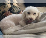 Small #5 Bichpoo