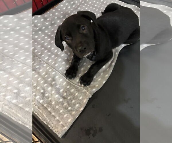 Medium Photo #6 Catahoula Leopard Dog-Labrador Retriever Mix Puppy For Sale in Sanford, FL, USA