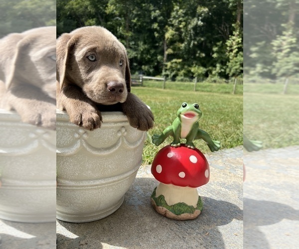 Medium Photo #5 Labrador Retriever Puppy For Sale in NEOLA, WV, USA