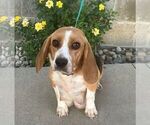 Small Photo #1 Beabull Puppy For Sale in ARTHUR, IL, USA