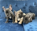 Small Photo #7 French Bulldog Puppy For Sale in GLENDALE, CA, USA