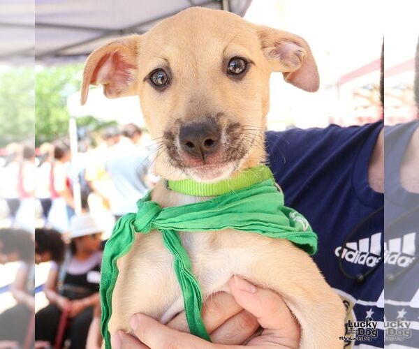 Medium Photo #2 Mutt Puppy For Sale in Washington, DC, USA