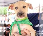 Small #1 Mutt