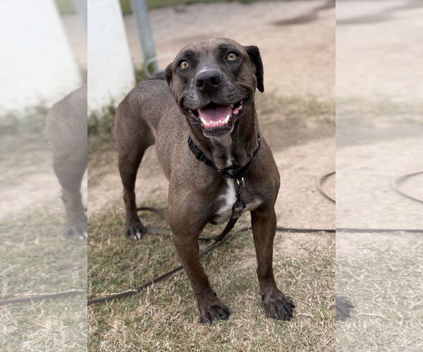 Medium Photo #3 Mutt Puppy For Sale in Virginia Beach, VA, USA