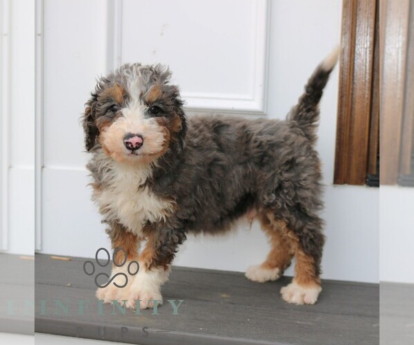 Medium Photo #3 Bernedoodle (Miniature) (+ Poodle Miniature) Puppy For Sale in NARVON, PA, USA