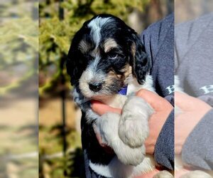 Bernedoodle Puppy for sale in SPEARFISH, SD, USA