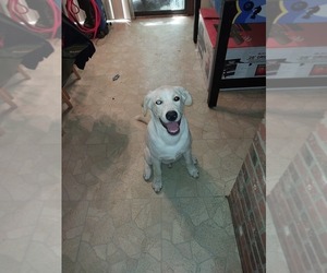 Alaskan Malamute-Labrador Retriever Mix Dog for Adoption in ROCKWELL, North Carolina USA