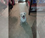 Small Alaskan Malamute-Labrador Retriever Mix