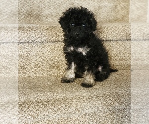 Maltipoo Puppy for sale in COOLIDGE, AZ, USA