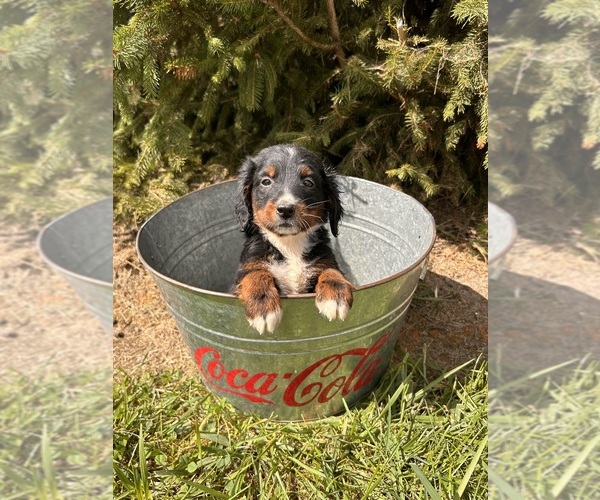 Medium Photo #2 Bernedoodle Puppy For Sale in MIDDLEBURY, IN, USA