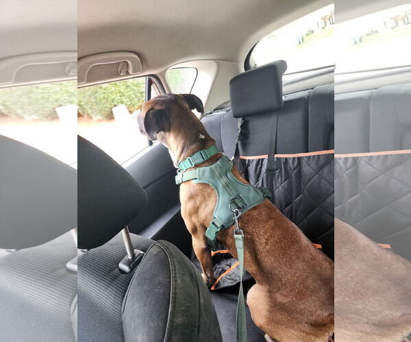 Medium Photo #16 Boxer-Unknown Mix Puppy For Sale in Holly Springs, NC, USA