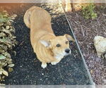 Small Pembroke Welsh Corgi Mix