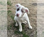 Small Photo #2 Australian Shepherd-Collie Mix Puppy For Sale in Boston, MA, USA