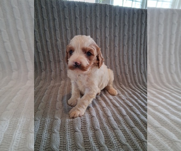 Medium Photo #10 Cavapoo (Miniature) Puppy For Sale in STANLEY, WI, USA
