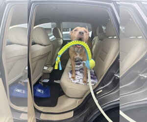 American Pit Bull Terrier Dogs for adoption in Holly Springs, NC, USA