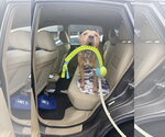 Coda - Male American Pit Bull Terrier Dog for Adoption - Small photo