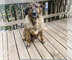 Small Photo #15 Chow Chow-German Shepherd Dog Mix Puppy For Sale in Princeton, MN, USA