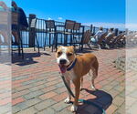 Small American Pit Bull Terrier