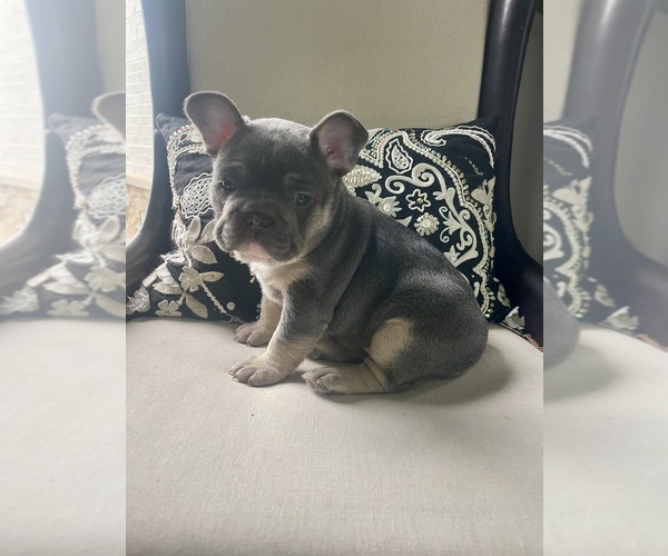 Medium Photo #1 French Bulldog Puppy For Sale in CINCINNATI, OH, USA