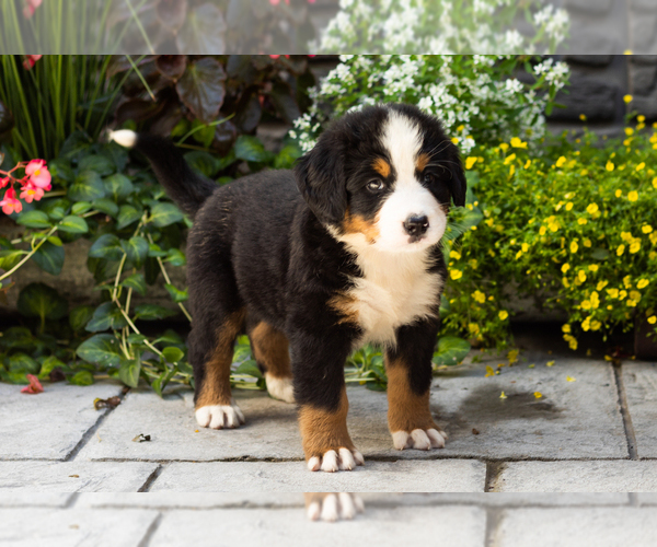 Medium Photo #2 Bernese Mountain Dog Puppy For Sale in MILLERSBURG, IN, USA