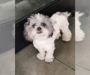 Poodle (Miniature)-Unknown Mix Dogs for adoption in Oak Bluffs, MA, USA