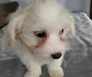 Coton de Tulear Puppy for sale in LAGRANGE, IN, USA