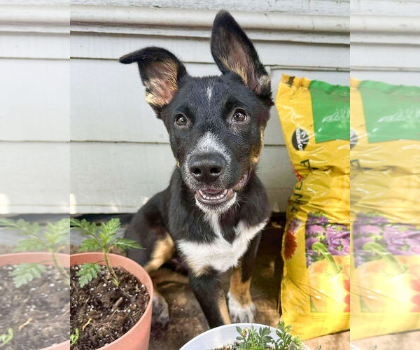 Medium Photo #2 German Shepherd Dog-Unknown Mix Puppy For Sale in Corona, CA, USA