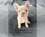 Small #6 French Bulldog