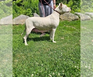 Mother of the Dogo Argentino puppies born on 06/12/2025