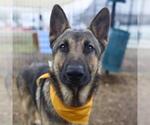 Small German Shepherd Dog