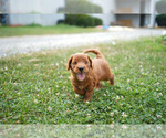 Small Photo #5 Goldendoodle Puppy For Sale in WESTMINSTER, MD, USA