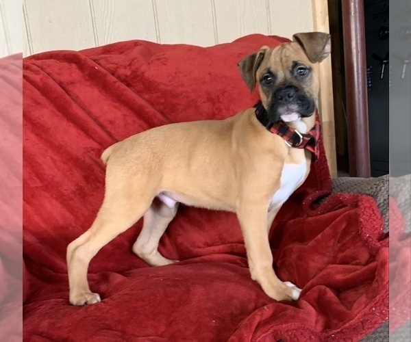 Medium Photo #1 Boxer Puppy For Sale in MILLERSBURG, OH, USA
