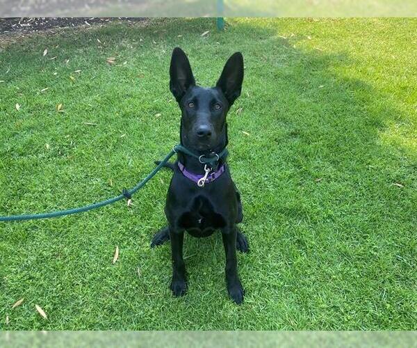 Medium Photo #2 Great Dane-Unknown Mix Puppy For Sale in San Clemente, CA, USA