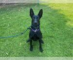 Small Photo #2 Great Dane-Unknown Mix Puppy For Sale in San Clemente, CA, USA