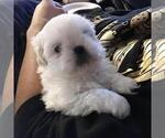 Small #6 Maltese