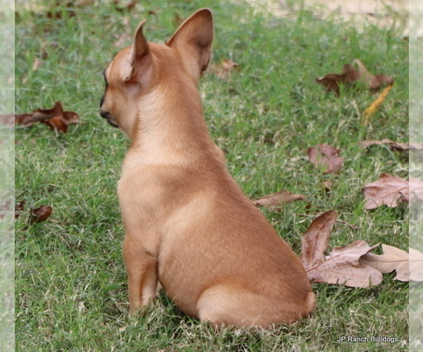 Medium Photo #15 French Bulldog Puppy For Sale in WINNSBORO, TX, USA