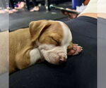 Small #6 American Staffordshire Terrier Mix