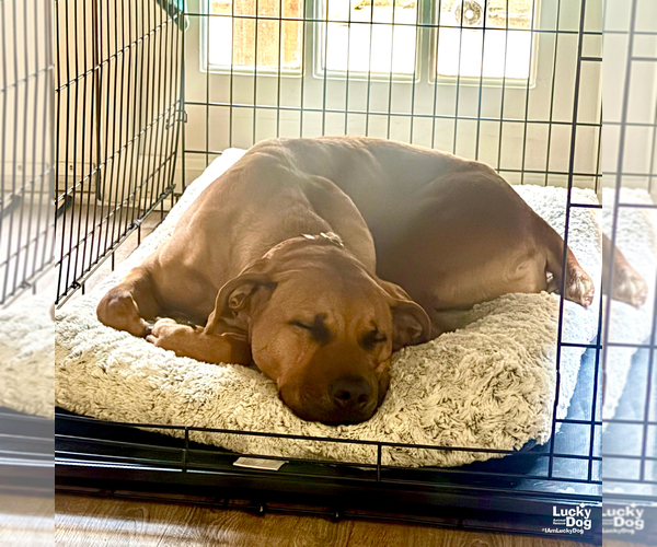 Medium Photo #7 Black Mouth Cur-Boxer Mix Puppy For Sale in Washington, DC, USA