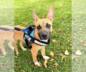Gus - Male German Shepherd Dog-Unknown Mix Dog for Adoption - Photo #4