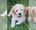 Small Photo #2 Goldendoodle-Woodle Mix Puppy For Sale in EAST LAYTON, UT, USA