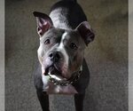 Small #1 American Staffordshire Terrier Mix
